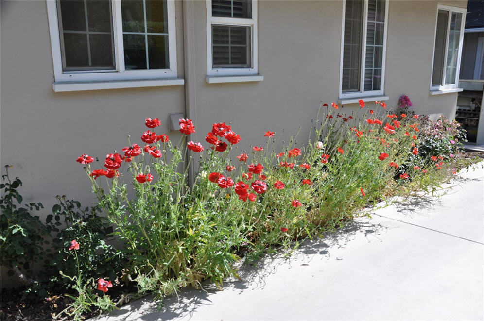 Annual Oriental Poppies