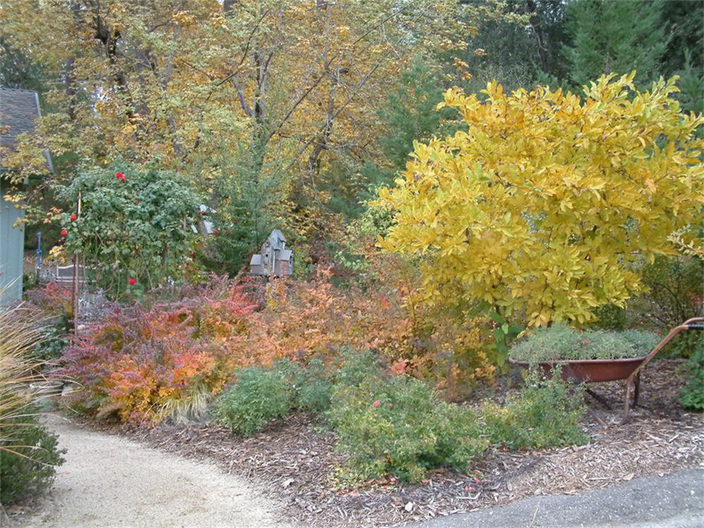 Fall Color Bonanza