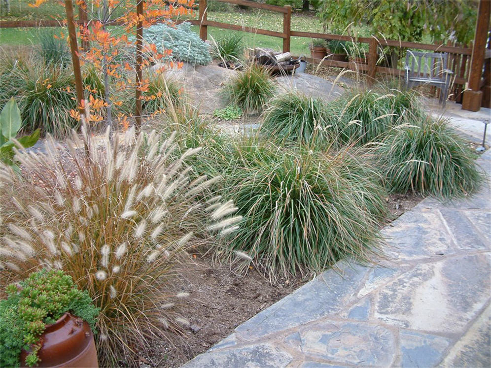 Planting Detail Courtyard Garden