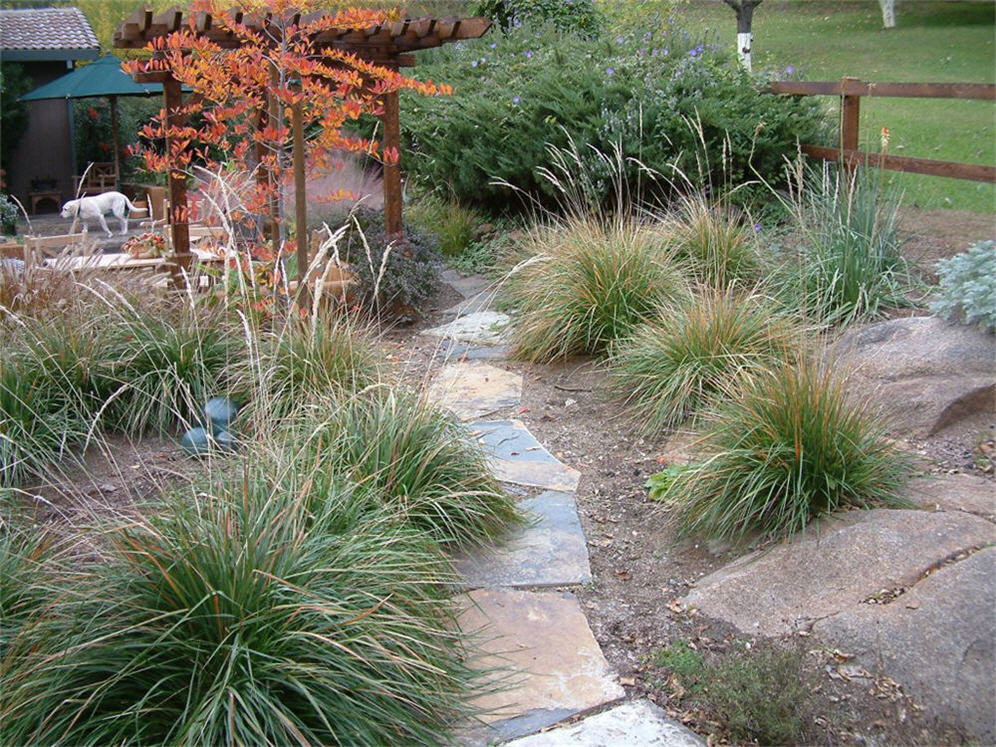 Grass Detail Courtyard Garden