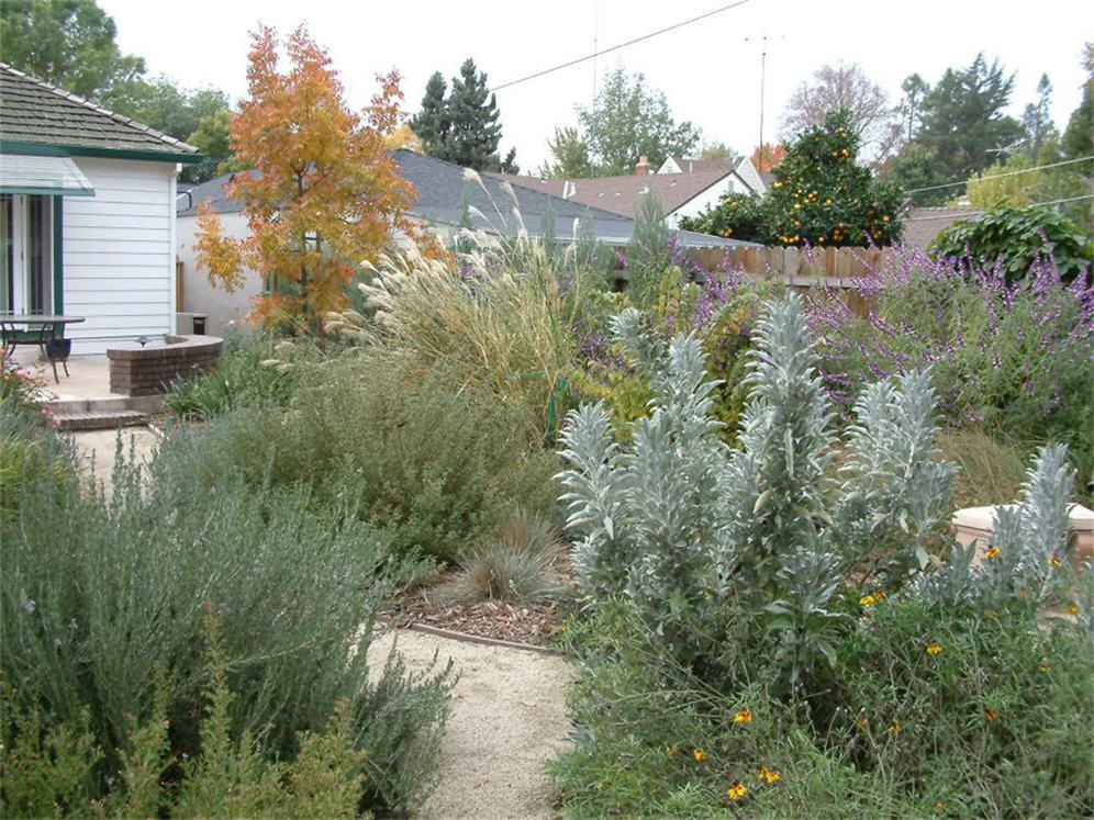 More Sacramento Plantings in Fall