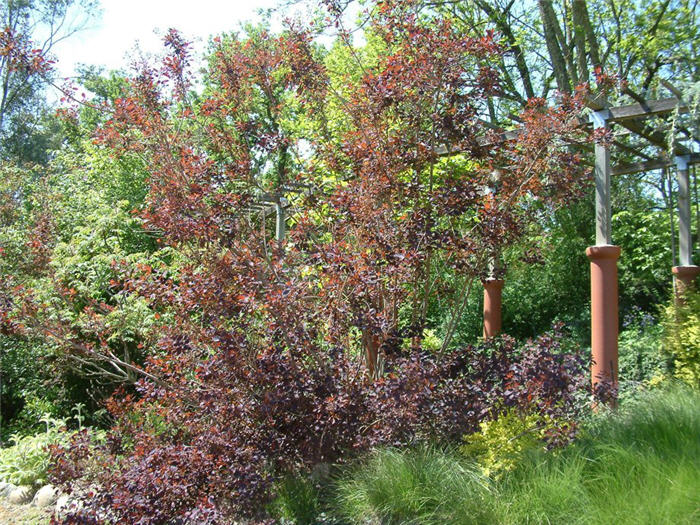 Plant photo of: Cotinus coggygria 'Royal Purple'