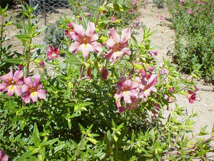 Plant photo of: Mimulus X hybridus