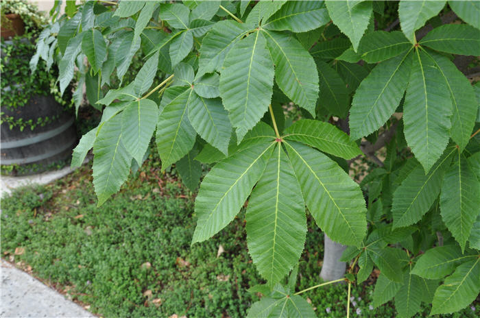 Plant photo of: Aesculus californica