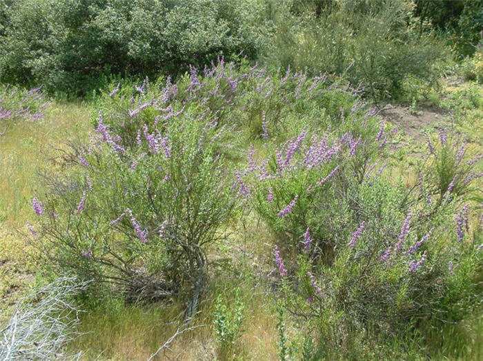 Plant photo of: Trichostema lanatum