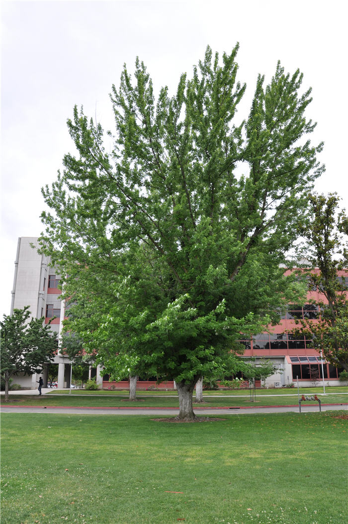 Plant photo of: Acer saccharinum