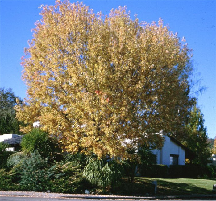 Plant photo of: Acer saccharinum