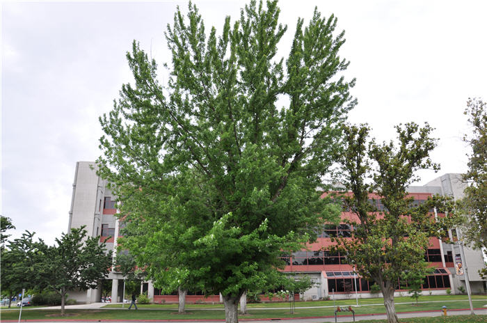 Plant photo of: Acer saccharinum