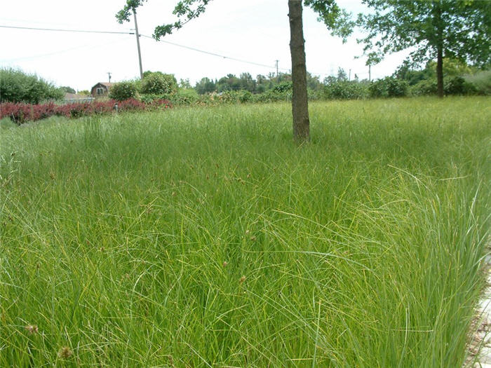 Plant photo of: Carex pansa