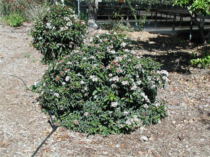 Plant photo of: Viburnum tinus 'Spring Bouquet'