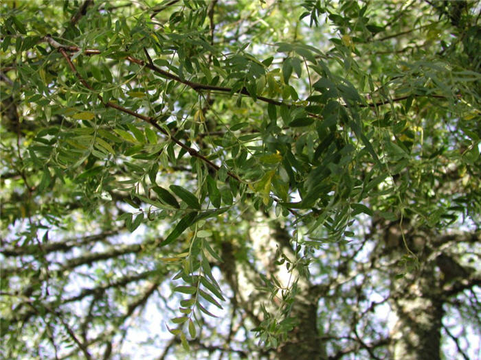 Plant photo of: Gleditsia triacanthos