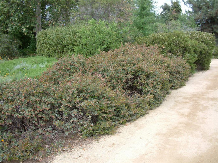 Plant photo of: Arctostaphylos 'John Dourley'