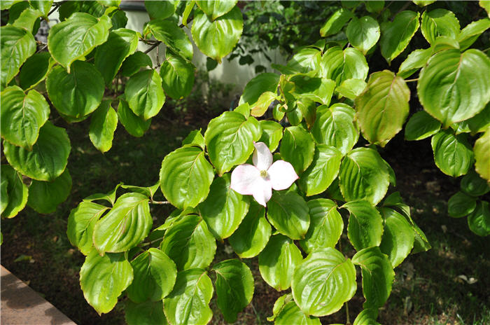 Plant photo of: Cornus florida 'White