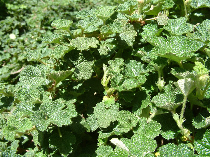 Plant photo of: Rubus pentalobus