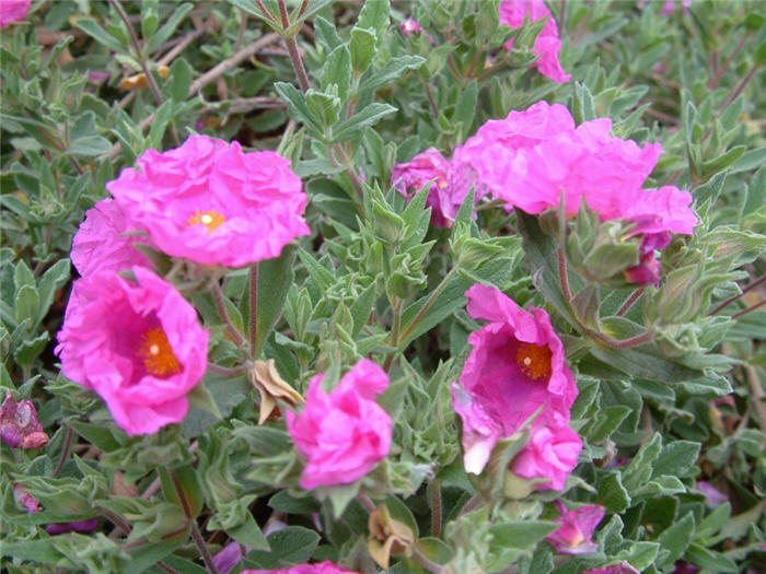 Plant photo of: Cistus crispus 'Santa Cruz'