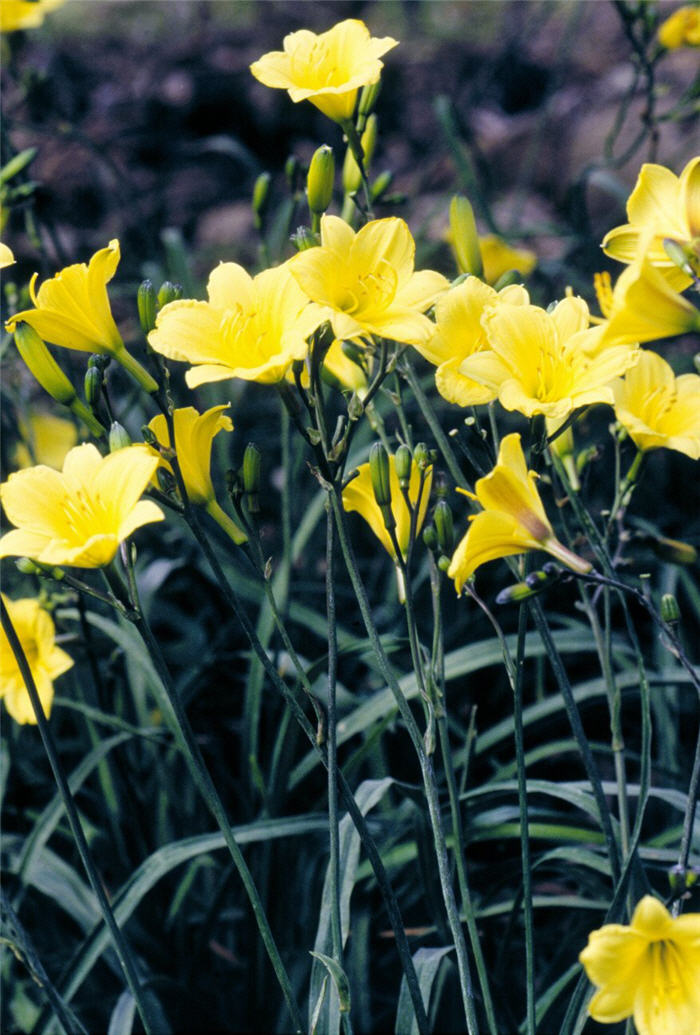 Plant photo of: Hemerocallis 'Bitsy'