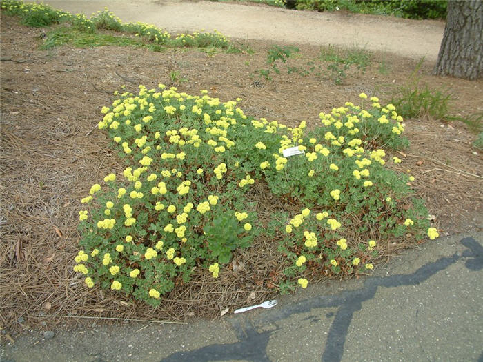 Plant photo of: Eriogonum umbellatum