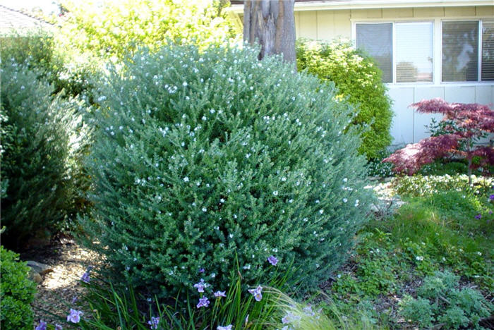 Plant photo of: Westringia fruticosa