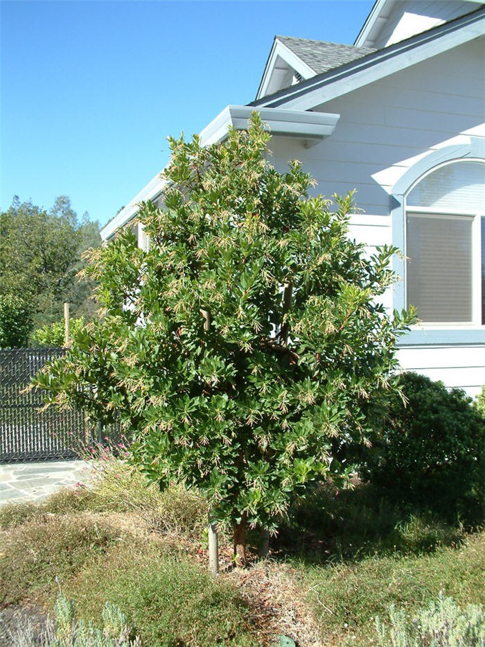 Plant photo of: Arbutus 'Marina'