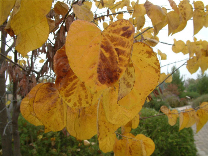 Plant photo of: Cercis canadensis