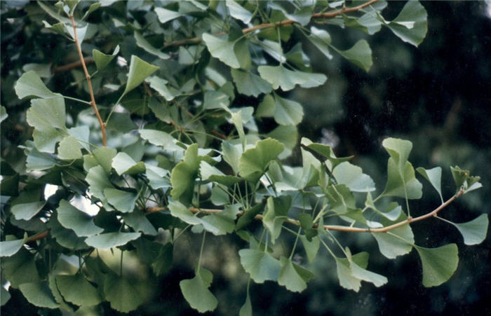 Plant photo of: Ginkgo biloba