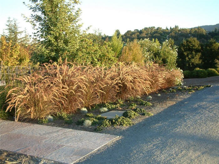 Plant photo of: Pennisetum 'Rubrum'