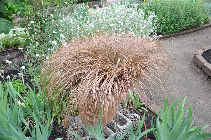 Plant photo of: Carex testacea