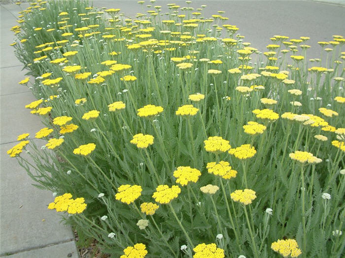 Plant photo of: Achillea 'Moonshine'