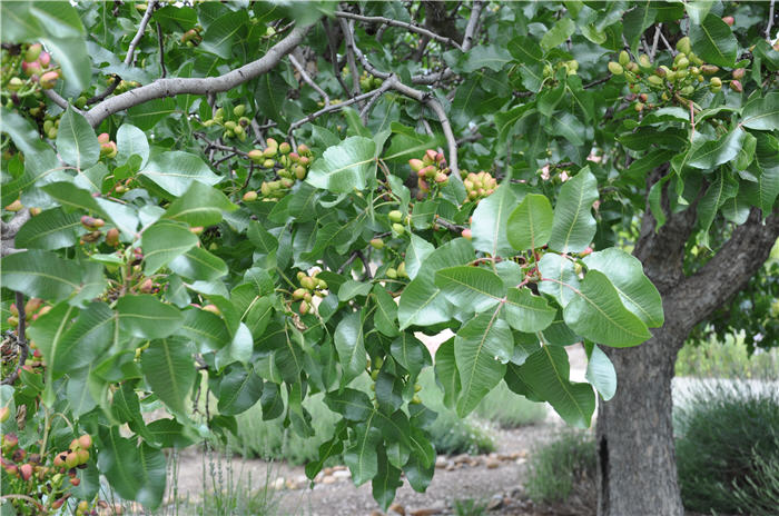 Plant photo of: Rhus ovata