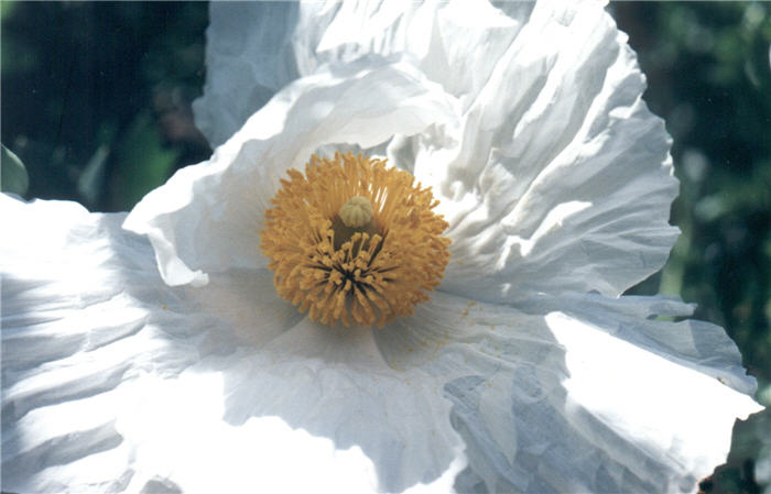 Plant photo of: Romneya coulteri