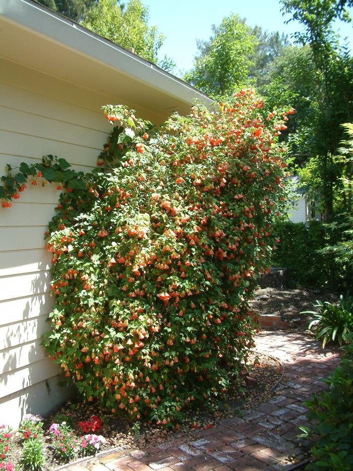 Plant photo of: Abutilon hybrids