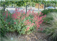 Jupiter's Beard, Red Valerian