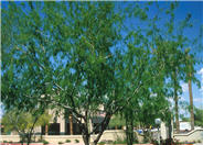 Texas Honey Mesquite