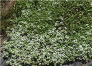 Mother-of-Thyme, Creeping Thyme