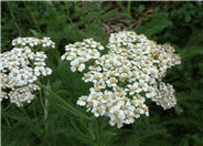 Common Yarrow, Mifoil