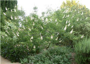 California Buckeye