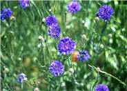 Cornflower, Bachelor's Button