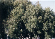 Australian Willow, Wilga