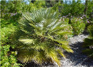 Mediterranean Fan Palm