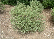 Louis Edmunds Manzanita
