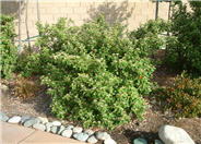 Red Clusterberry Cotoneaster