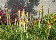 Red Hot Poker