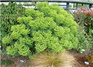 Yellow Bush Spurge