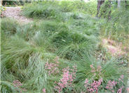 California Field Sedge