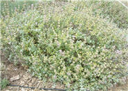 Pt. Sal Spreader Purple Sage