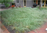 Purple Needle Grass