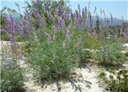Silver Bush Lupine