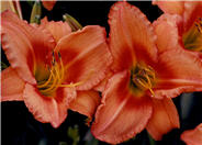 Lee Bea Orange Crush Daylily