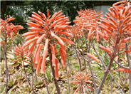 Soap Aloe, African Aloe