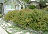 Sunset Bush Manzanita